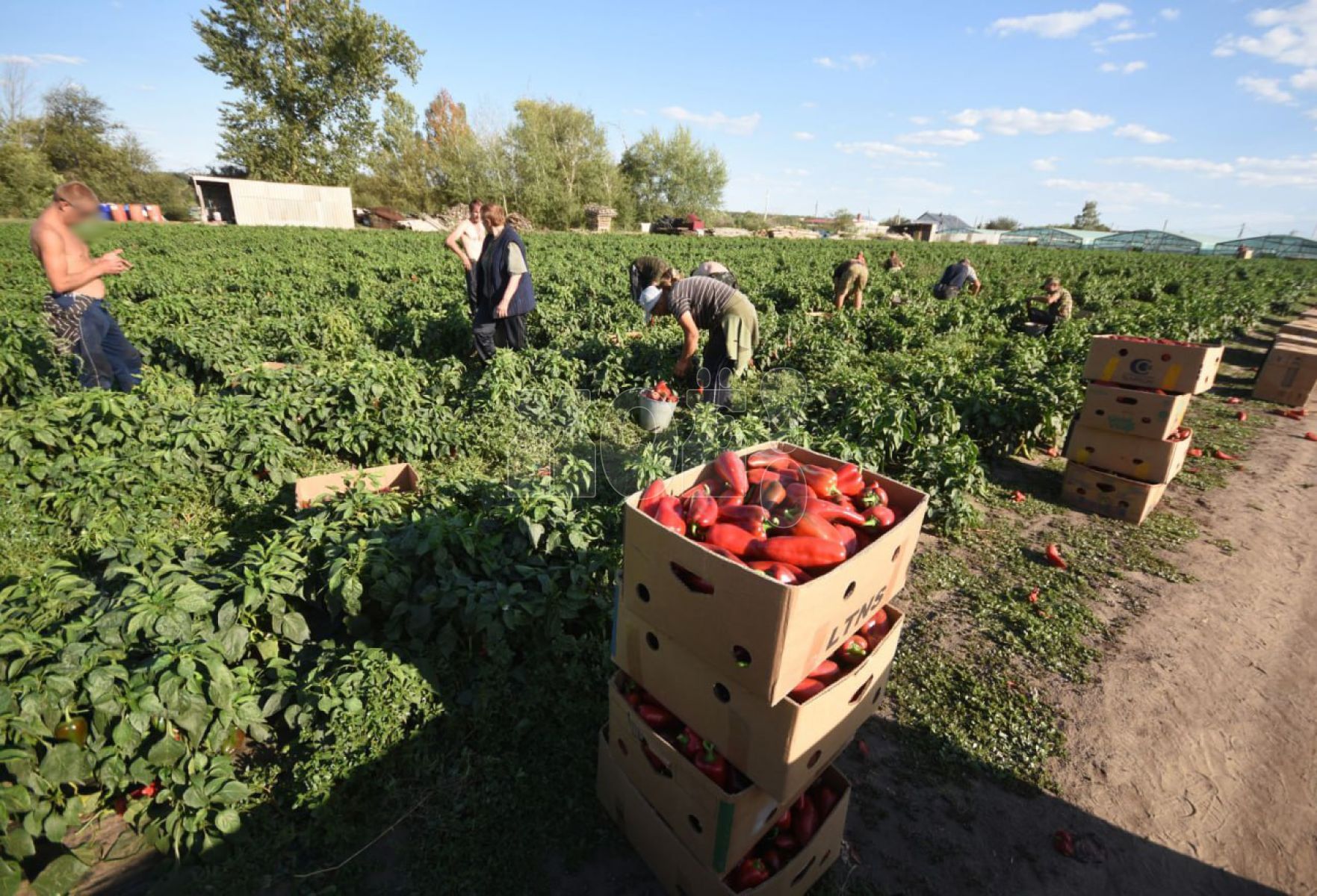 «Вы к&nbsp;нам за&nbsp;рабами?» Что происходит на&nbsp;скандальной ферме в&nbsp;Богучарском районе