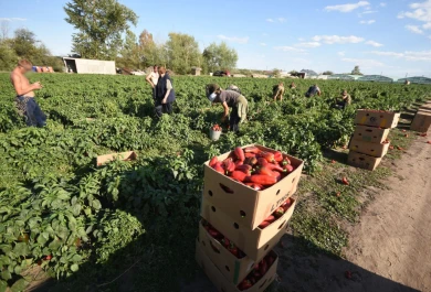 «Вы к нам за рабами?» Что происходит на скандальной ферме в Богучарском районе