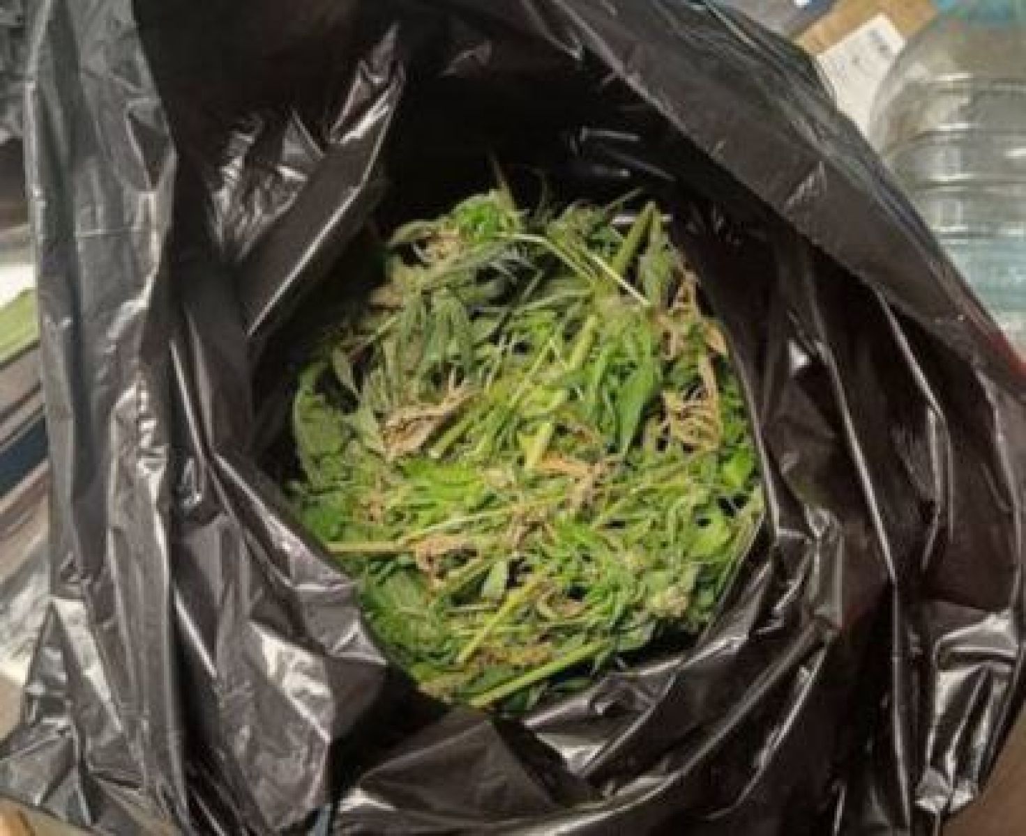 В Белгородской области задержали мужчину, который устроил плантацию конопли у себя дома