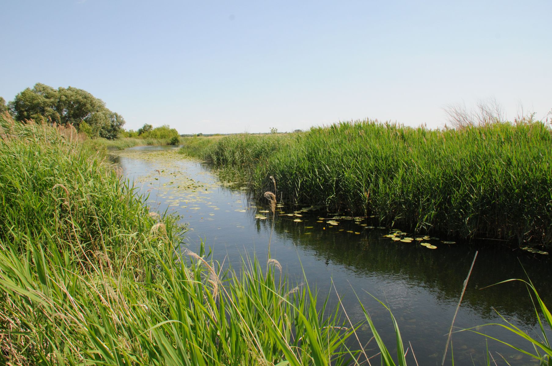 Воронежца парализовало после купания в реке&nbsp;
