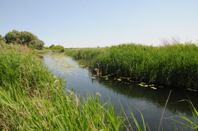 Воронежца парализовало после купания в реке 