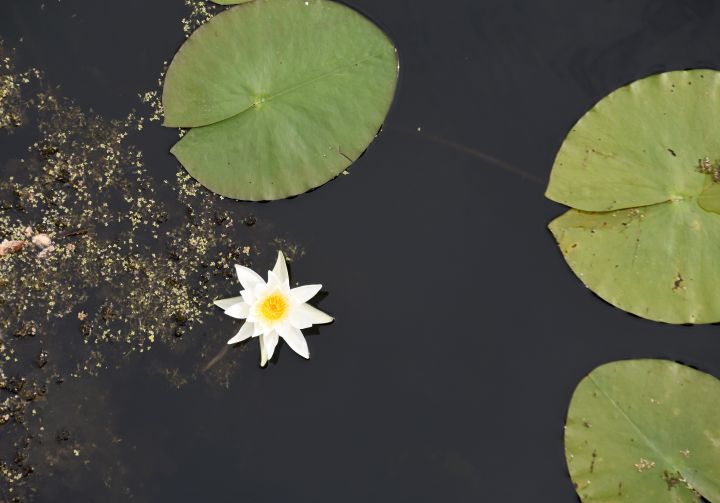 Прогноз погоды в Воронеже на четверг, 28 августа