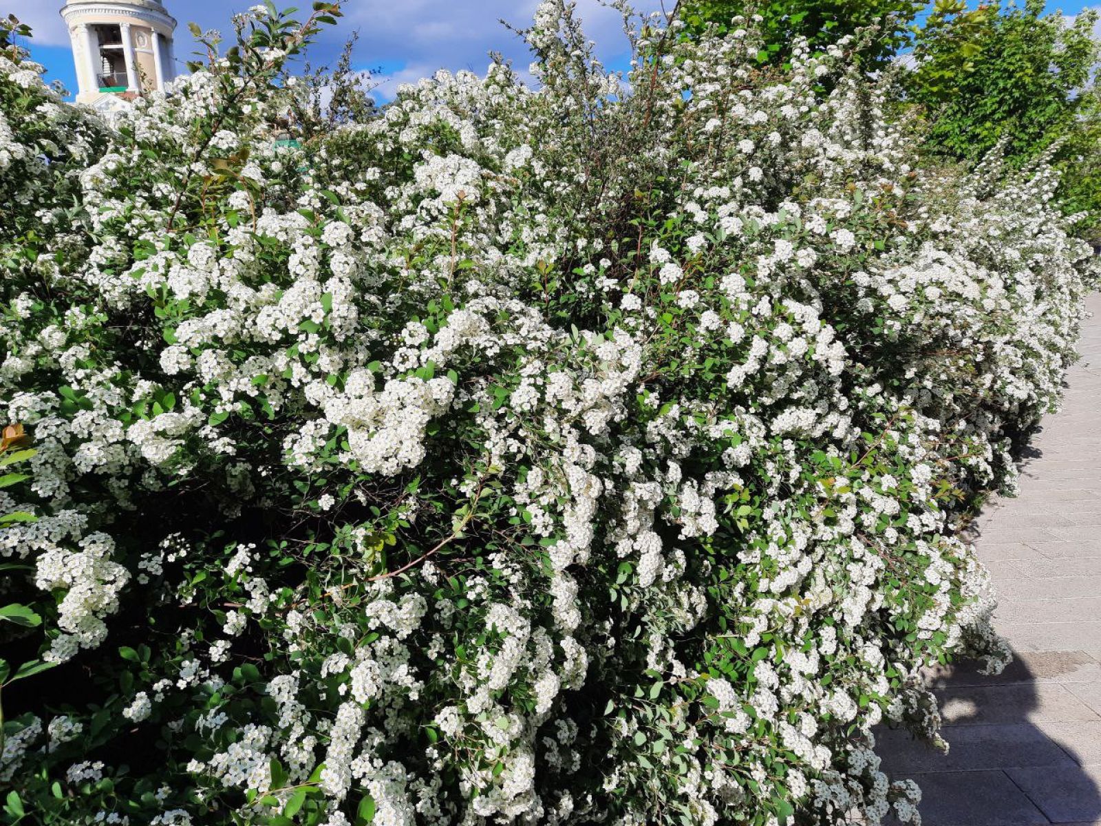 Ждать ли жары? Воронежцам рассказали о погоде на выходных