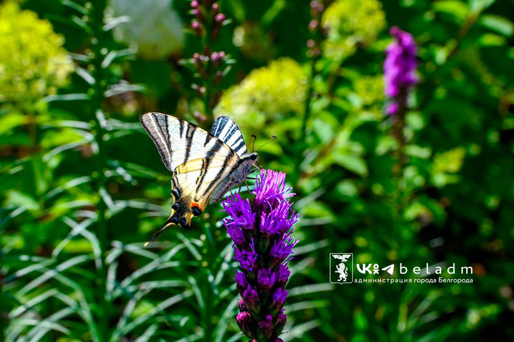 В День ППС в Белгороде будет солнечно и комфортно