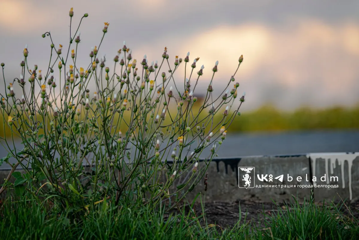 В День открытия ДНК в Белгороде будет тепло, но не особенно солнечно