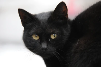 Женщина едва не погибла из-за бродячего кота в Воронежской области