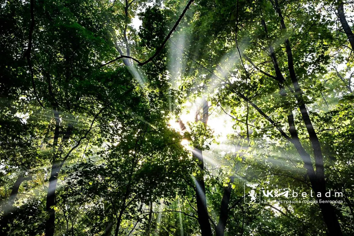 В День дикой природы белгородцев ждет облачная погода