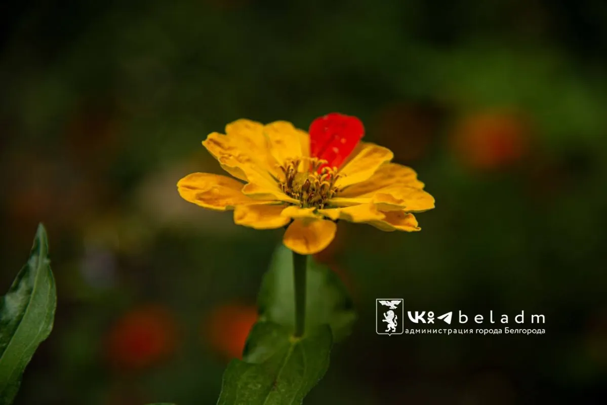 В День благотворительности погода подарит белгородцам немного солнца