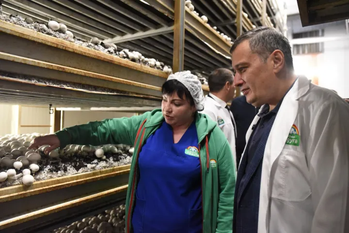 В Курской области выращивают каждый четвертый гриб в стране 