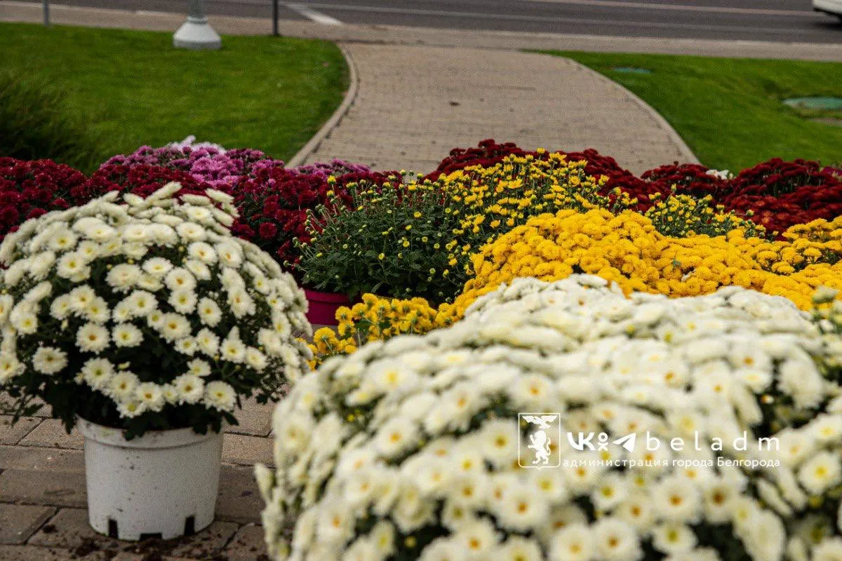 У памятника князю Владимиру в Белгороде началась осенняя высадка цветов