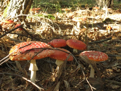 Осень крадётся. Медленное похолодание ожидается в Воронеже на рабочей неделе