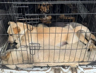 В Курске отловили бродячих собак, терроризировавших центр города