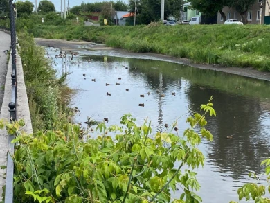 В Курской области восстановят популяцию рыбы в Тускари, Сейме и водохранилище