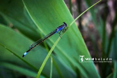 В Белгороде вновь наступило лето