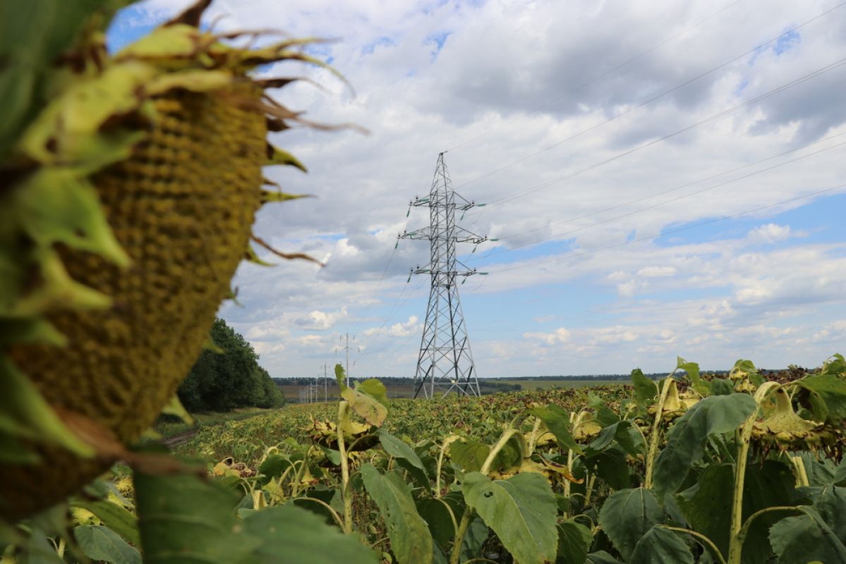 «Россети Центр» способствуют развитию агропромышленного комплекса Воронежской области &nbsp;&nbsp;