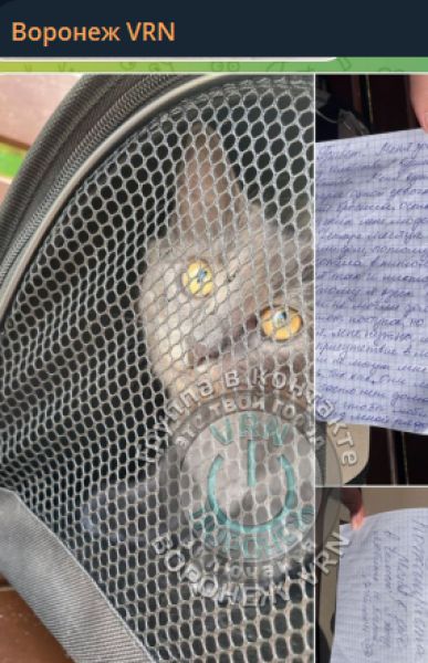 Странное послание нашли воронежцы рядом с выброшенной кошкой