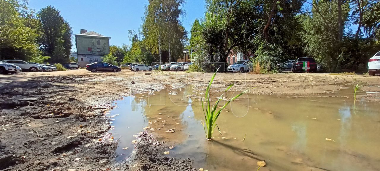 «Болото» с&nbsp;камышом появилось в&nbsp;центре Воронежа и&nbsp;шокировало горожан