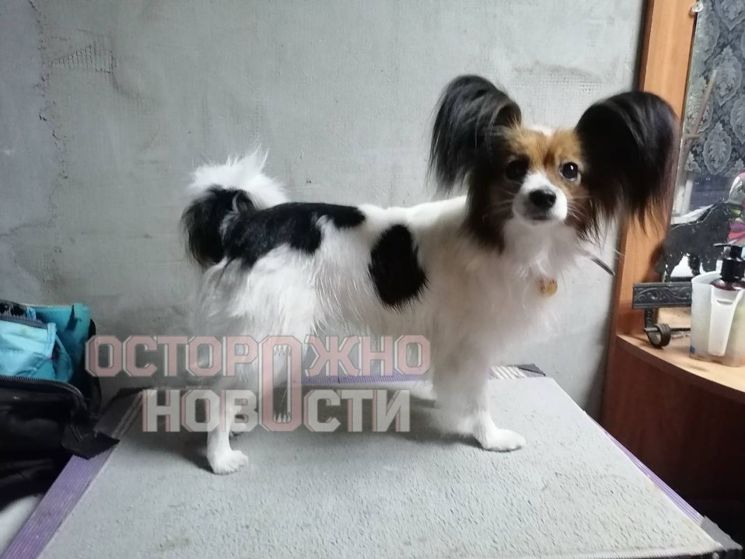 Собаку потеряли во время перевозки на поезде в Воронежской области