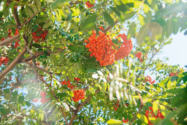 В День трезвости в Белгороде будет тепло и солнечно