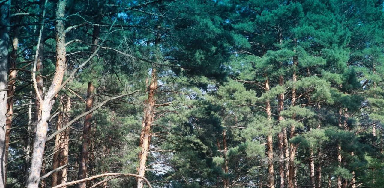 В Липецкой области продлили запрет на посещение лесов до 30 сентября