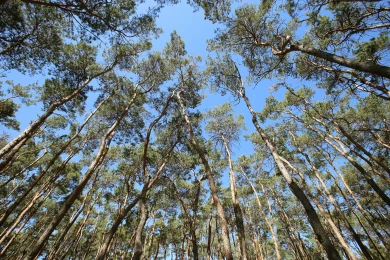 Большая ветка упала на людей в воронежском парке