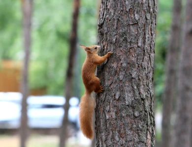 О подозрительном мужчине, который травит белок в парке, сообщили воронежцы