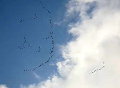 Беспилотники ВСУ надвигаются на Воронежскую область