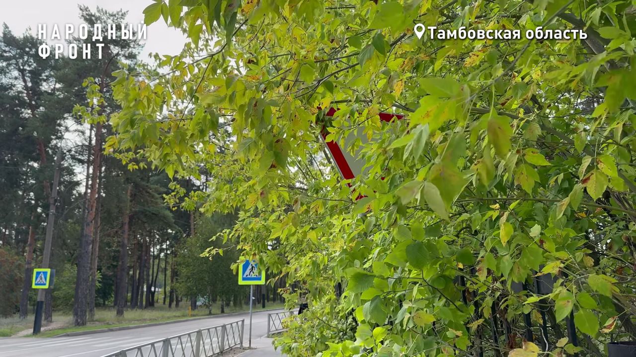 «Знаки-невидимки»: в Тамбове активисты обнаружили более десяти дорожных знаков, скрытых зарослями деревьев