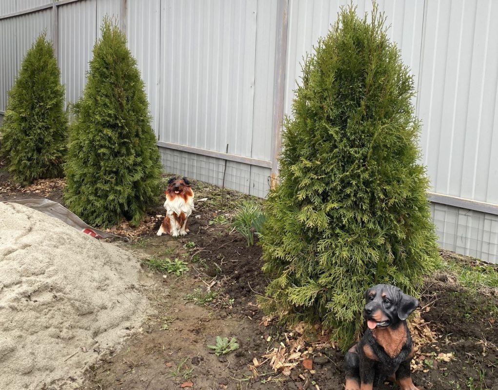 Курянин выслушал приговор за выкопанное и выброшенное на помойку дерево