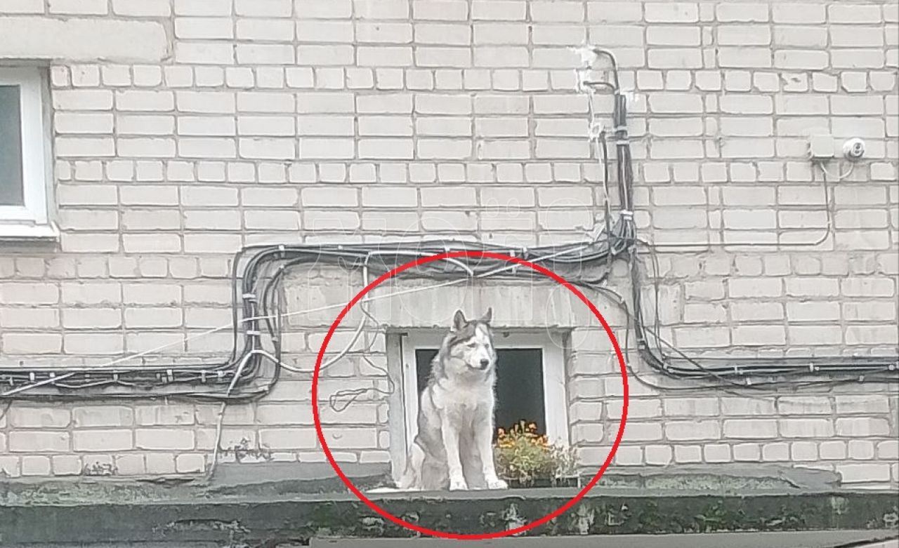 Пушистого красавца в&nbsp;неожиданном месте заметили воронежцы