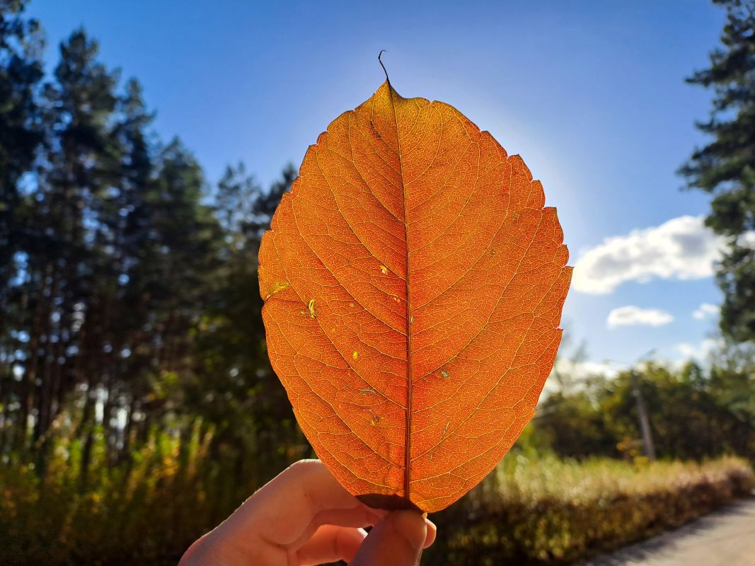 День осеннего равноденствия: народные приметы&nbsp;