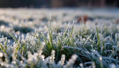 Первые заморозки могут нагрянуть в Воронежскую область в ближайшее время 