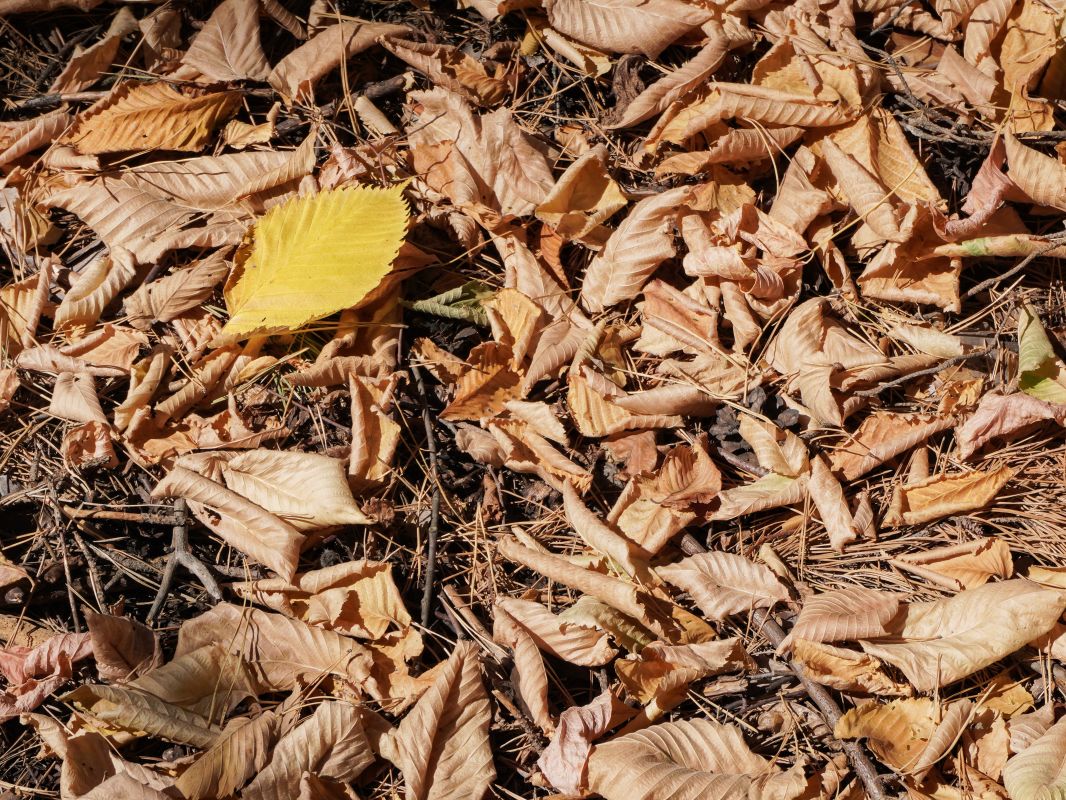 До +3° похолодает в&nbsp;Воронеже
