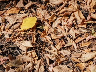 До +3° похолодает в Воронеже