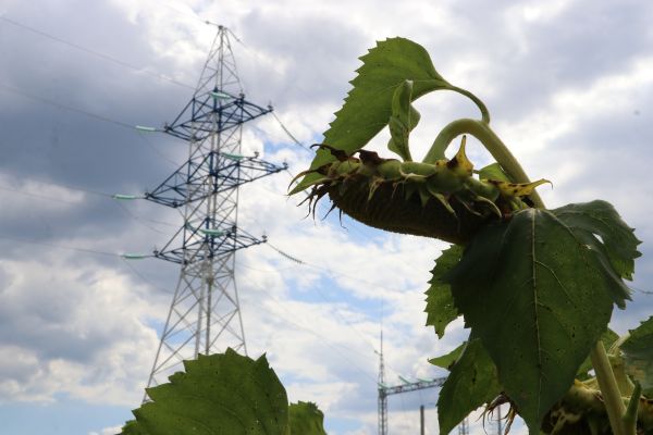 «Россети Центр» обеспечили электроэнергией строящийся завод по переработке семян в Воронежской области
