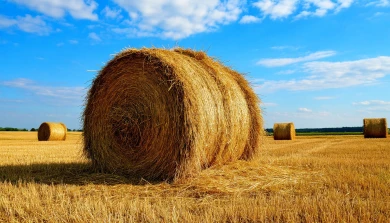 60 тюков сена уничтожило пламя на воронежском хуторе