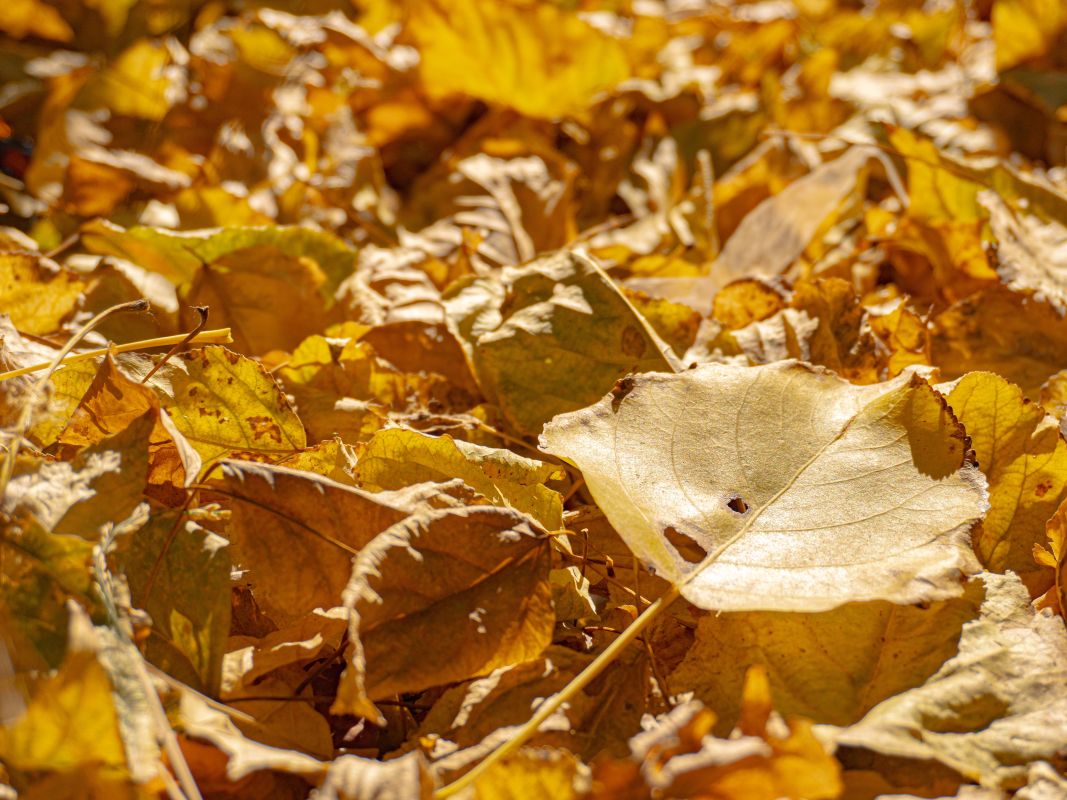 Похолодание до&nbsp;+1° нагрянет в&nbsp;Воронеж