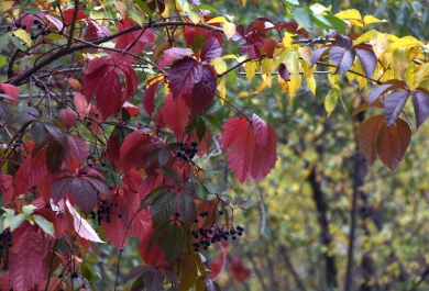 Прогноз погоды в Воронеже на пятницу, 26 сентября