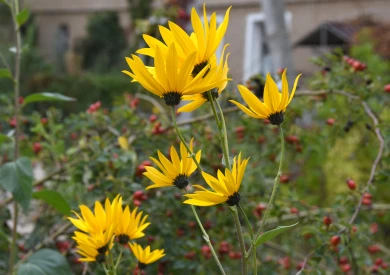 Прогноз погоды в Воронеже на субботу, 27 сентября