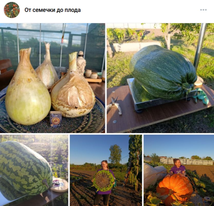 140-килограммовую тыкву и гигантский подсолнух вырастили воронежские фермеры&nbsp;