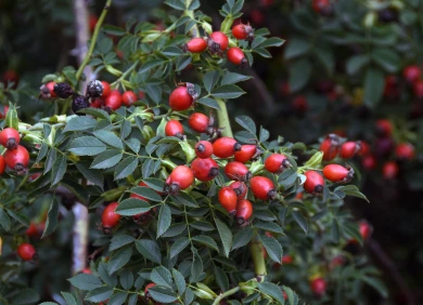 Резкий перепад температуры ждёт воронежцев в конце рабочей недели