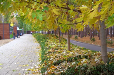 Синоптики рассказали, когда потепление придёт в Воронеж 