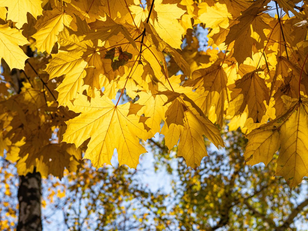 Не забываем зонт. Прогноз погоды в&nbsp;Воронеже на&nbsp;выходные