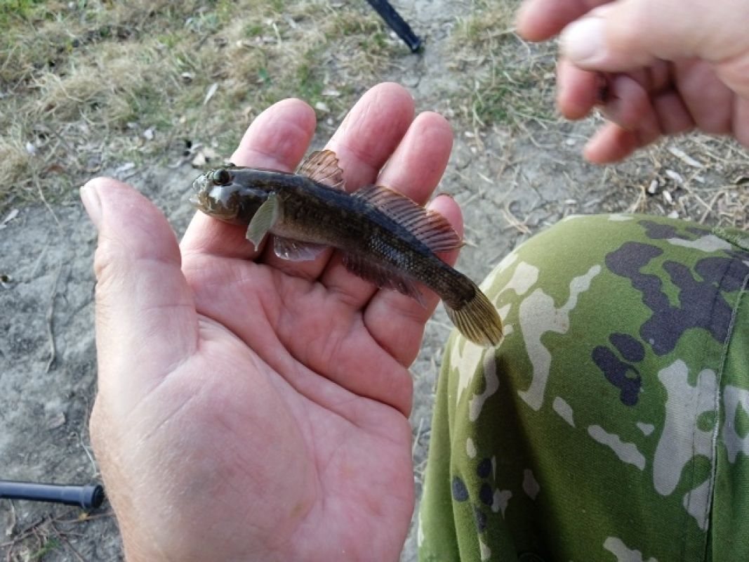 Невиданная рыба проникла в воронежскую реку. Как это случилось?&nbsp;