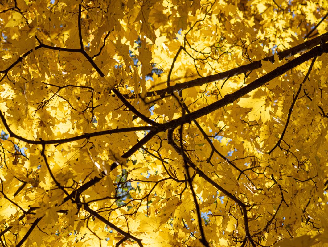 Прогноз погоды в&nbsp;Воронеже на&nbsp;воскресенье, 5 октября