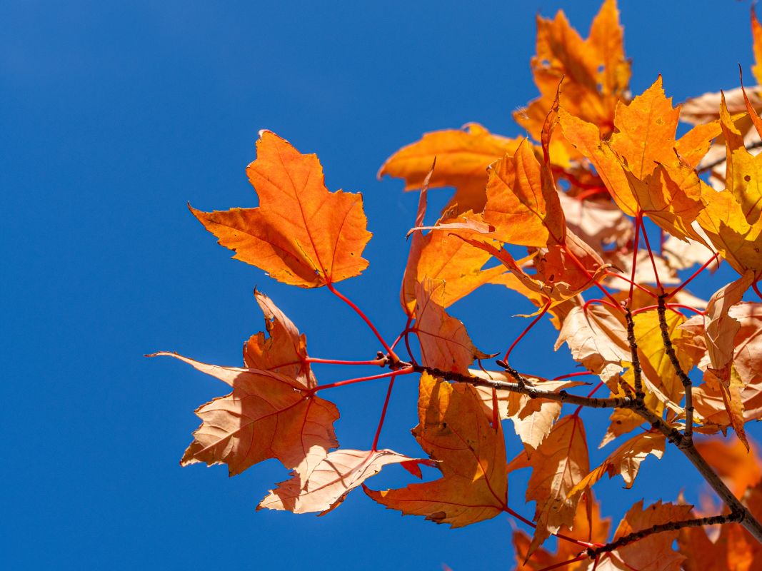 Потепление нагрянет в Воронежскую область
