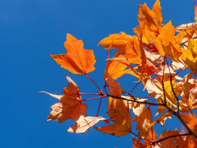 Потепление нагрянет в Воронежскую область