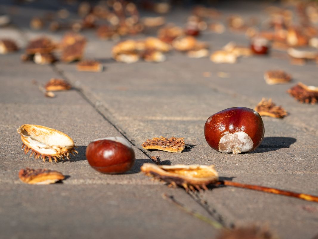 Прогноз погоды в Воронеже на понедельник, 6 октября