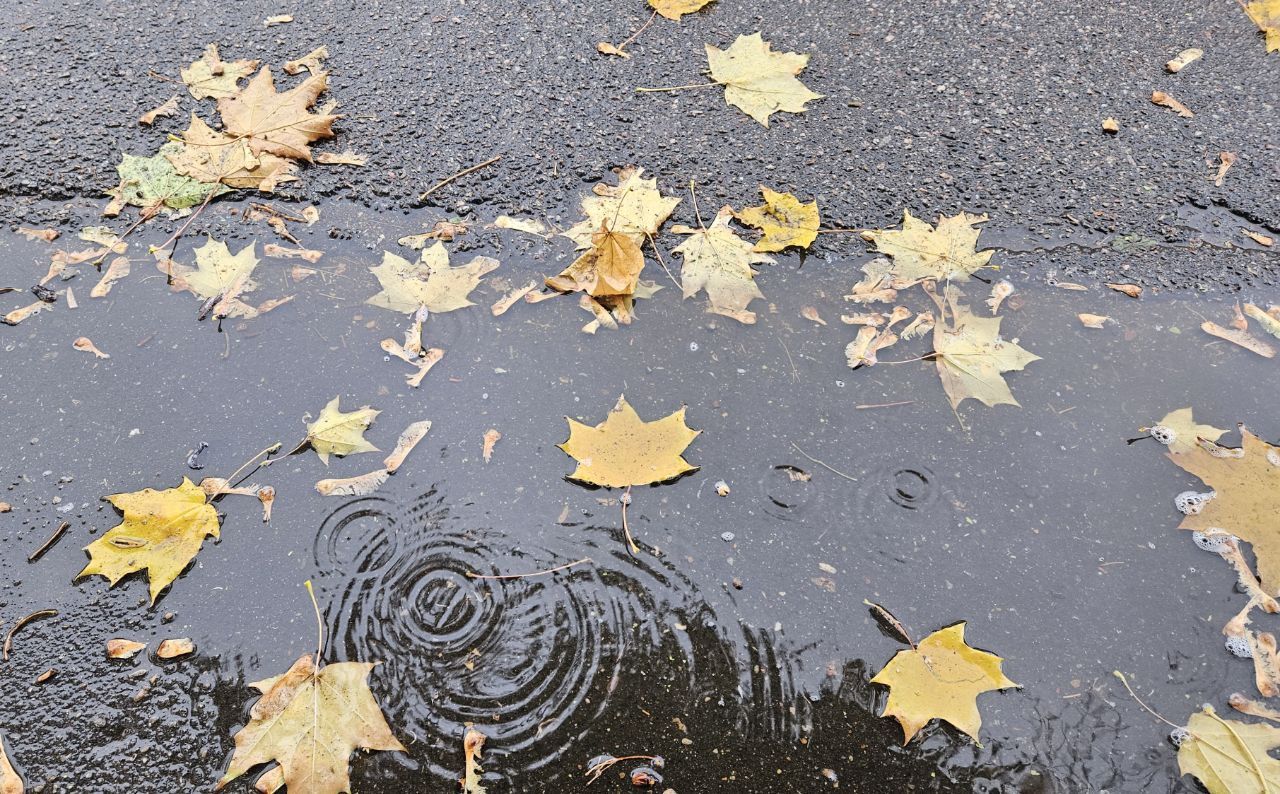 Выяснилось, когда дожди вернутся в Воронеж