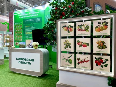 Тамбовская экспозиция на  «Золотой осени» представлена в виде яблоневого сада